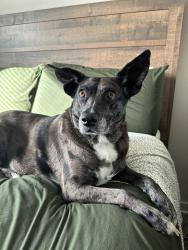Reunited Female Dog last seen S hillside St and E Mt Vermont St, Wichita, KS 67211