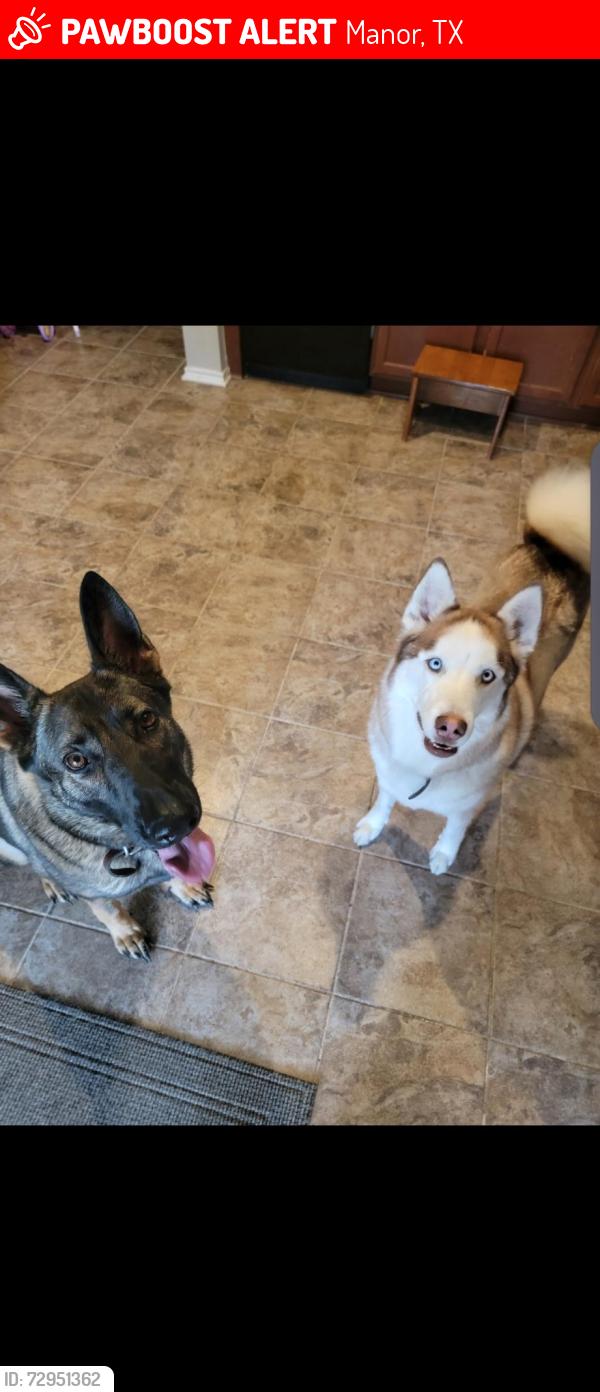 Lost Male Dog last seen Near Theodore Roosevelt, Manor, TX 78653