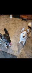 Lost Male Dog last seen Near Theodore Roosevelt, Manor, TX 78653