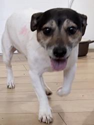 Found/Stray Male Dog last seen New York & Rural, Indianapolis, IN 46201