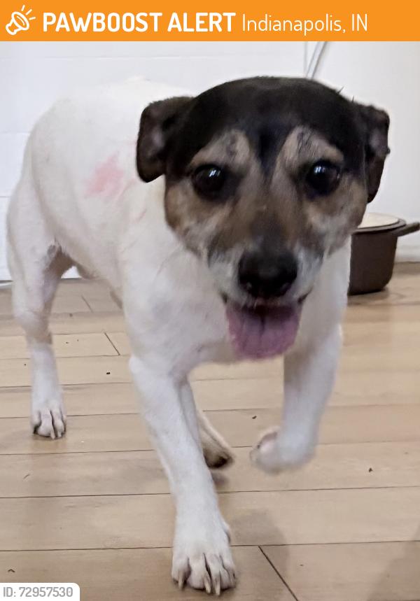 Found/Stray Male Dog last seen New York & Rural, Indianapolis, IN 46201