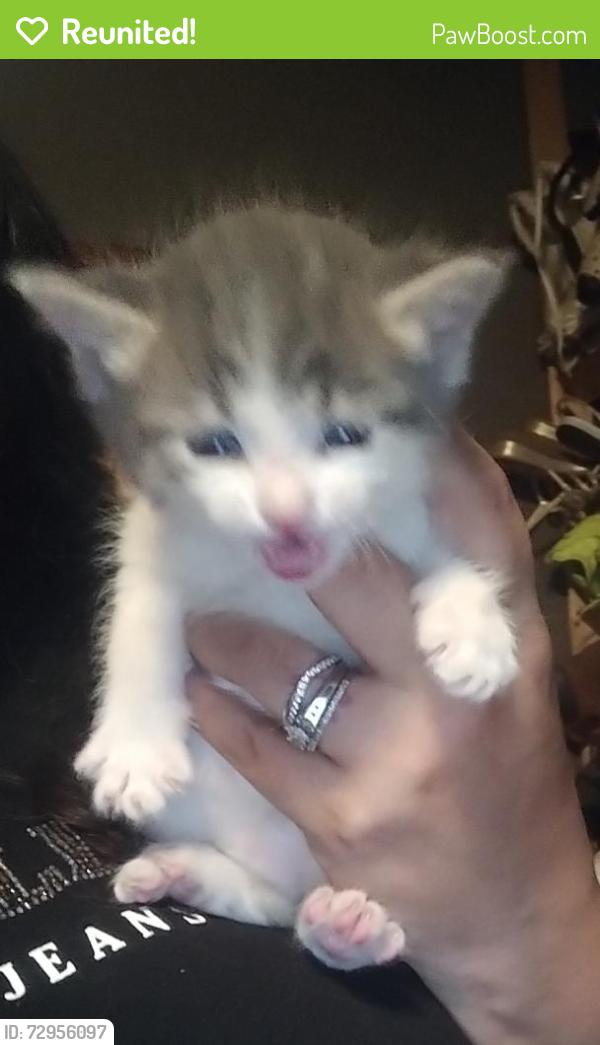 Reunited Female Cat last seen Graceland Dr NE and Candelaria , Albuquerque, NM 87110
