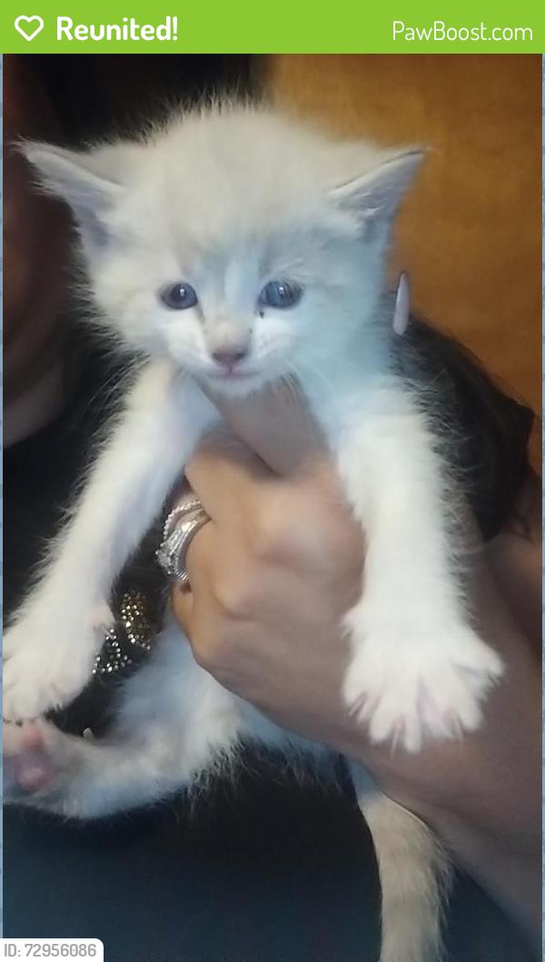 Reunited Female Cat last seen Graceland Dr NE and Candelaria, Albuquerque, NM 87110