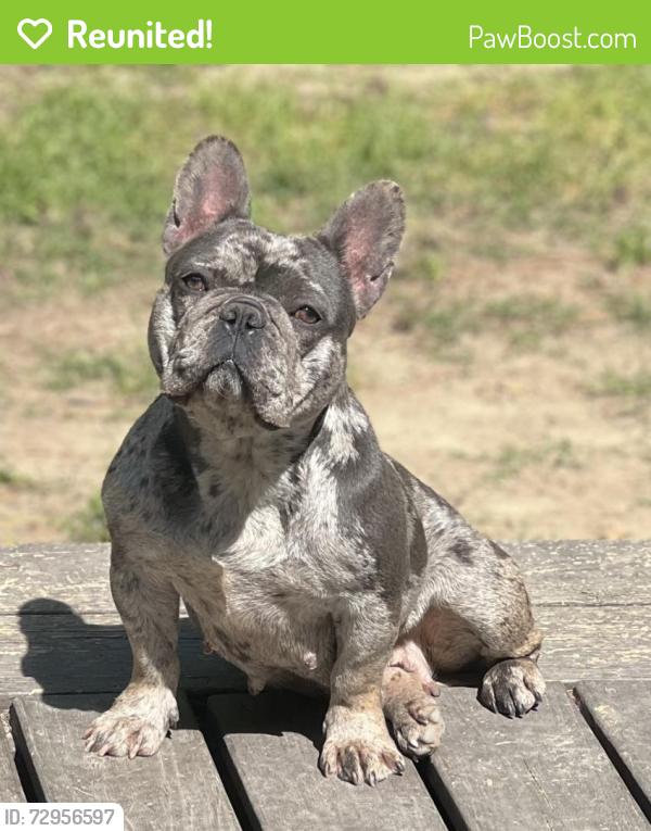 Reunited Female Dog last seen Spring pines way / Fox rd , Raleigh, NC 27616