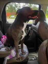 Found/Stray Female Dog last seen Swainsboro, Swainsboro, GA 30401