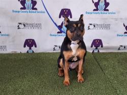Shelter Stray Female Dog last seen , Orlando, FL 32839
