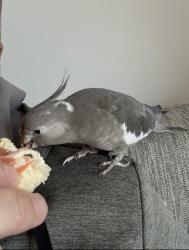 Lost Female Bird last seen Turnbull road, Fradley, England WS13