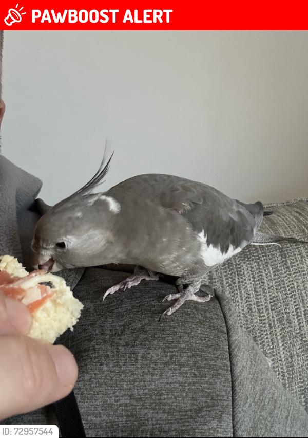 Lost Female Bird last seen Turnbull road, Fradley, England WS13