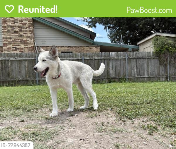 Reunited Male Dog last seen W Bell and Palm Dr, Pharr, TX 78577