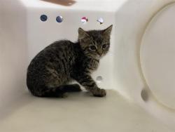 Shelter Stray Unknown Cat last seen Near BLOCK  GREENACRE CT, Milwaukee, WI 53215