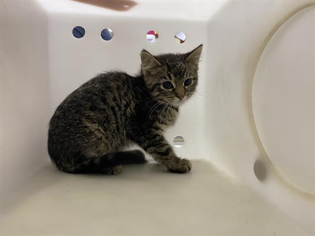 Shelter Stray Unknown Cat last seen Near BLOCK  GREENACRE CT, Milwaukee, WI 53215
