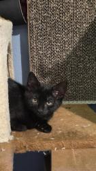 Shelter Stray Female Cat last seen Near BLOCK 5TH AVE S, KENT WA 98032, Kent, WA 98032