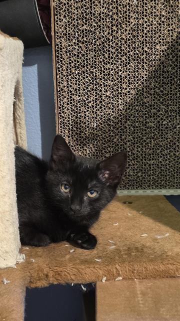 Shelter Stray Female Cat last seen Near BLOCK 5TH AVE S, KENT WA 98032, Kent, WA 98032
