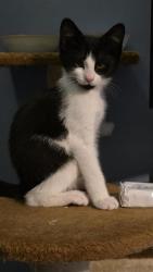 Shelter Stray Male Cat last seen Near BLOCK 5TH AVE S, KENT WA 98032, Kent, WA 98032