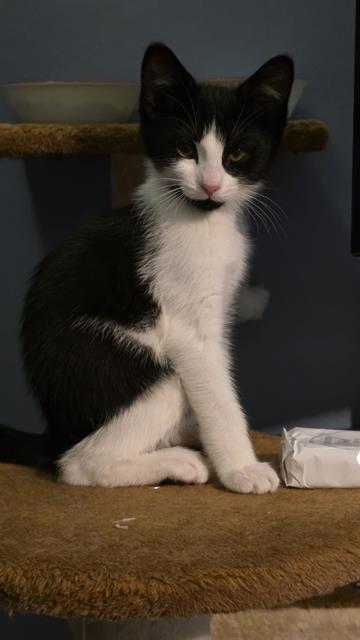 Shelter Stray Male Cat last seen Near BLOCK 5TH AVE S, KENT WA 98032, Kent, WA 98032