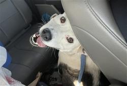 Shelter Stray Female Dog last seen 27TH AVE AND VAN BUREN, Phoenix, AZ 85008