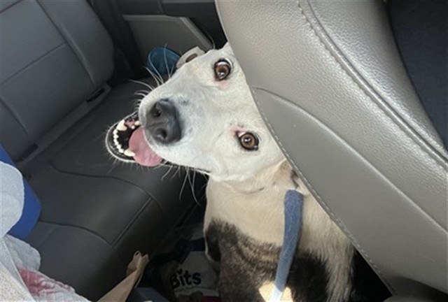 Shelter Stray Female Dog last seen 27TH AVE AND VAN BUREN, Phoenix, AZ 85008
