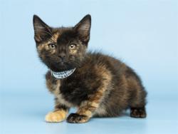 Shelter Stray Female Cat last seen 75TH AVE AND LOWER BUCKEYE RD, Phoenix, AZ 85008