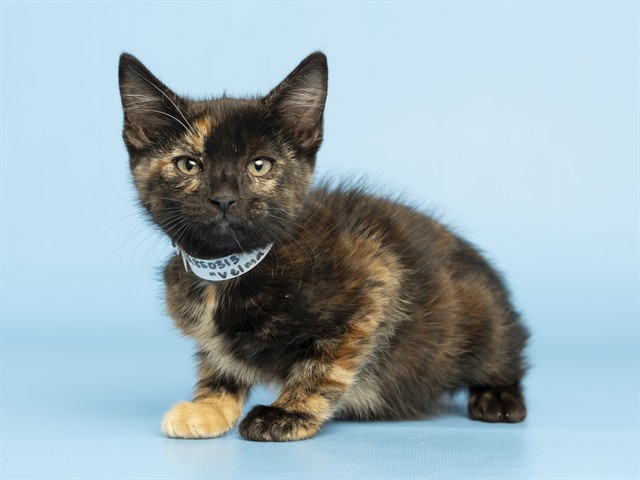 Shelter Stray Female Cat last seen 75TH AVE AND LOWER BUCKEYE RD, Phoenix, AZ 85008