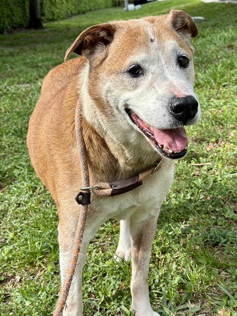 Shelter Stray Male Dog last seen Near BLOCK NW 43 ST, OAKLAND PARK FL 33309, Davie, FL 33312