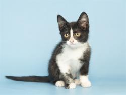 Shelter Stray Female Cat last seen Near BLOCK W FLOWER ST, Phoenix, AZ 85008