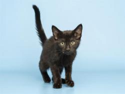 Shelter Stray Female Cat last seen Near BLOCK N 71ST AVE, Phoenix, AZ 85008