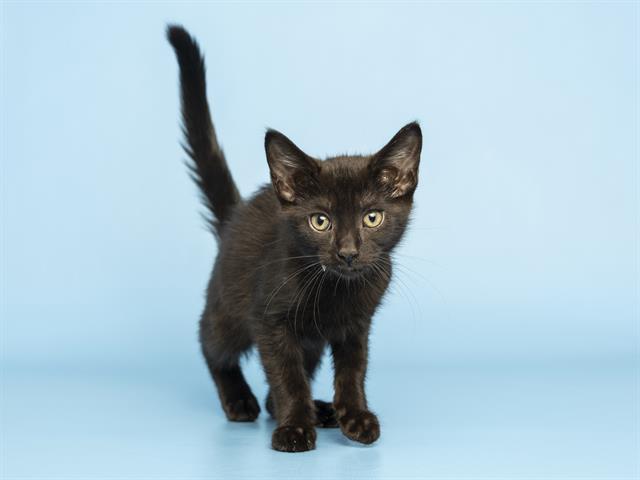 Shelter Stray Female Cat last seen Near BLOCK N 71ST AVE, Phoenix, AZ 85008