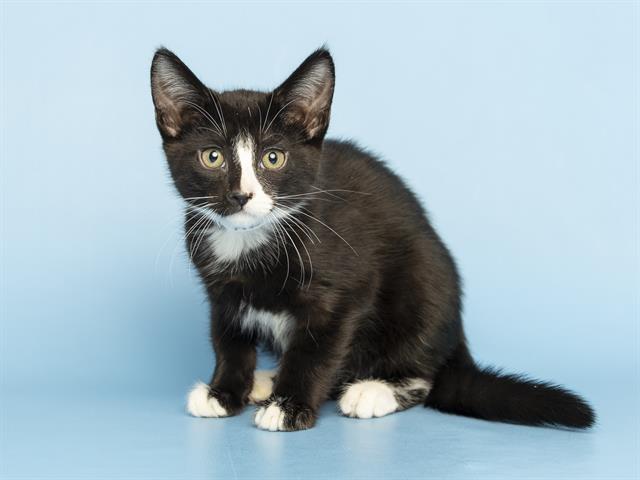 Shelter Stray Male Cat last seen Near BLOCK N 71ST AVE, Phoenix, AZ 85008