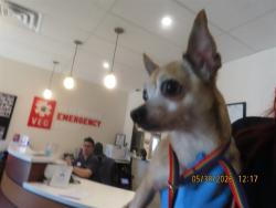 Shelter Stray Female Dog last seen Near BLOCK N 16TH AVE, Phoenix, AZ 85008