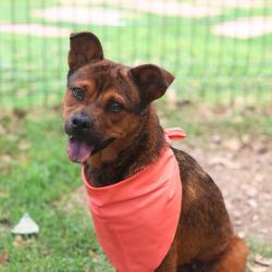 Shelter Stray Female Dog last seen Near BLOCK FOREST VALLEY, San Antonio, TX 78227