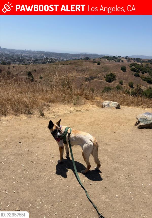 Lost Female Dog last seen Cal State LA, Los Angeles, CA 90032
