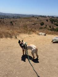 Lost Female Dog last seen Cal State LA, Los Angeles, CA 90032