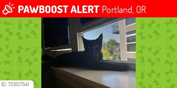 Lost Male Cat last seen Laidlaw and West Union, Portland, OR 97229