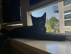 Lost Male Cat last seen Laidlaw and West Union, Portland, OR 97229