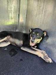 Shelter Stray Male Dog last seen Near BLOCK GALLERY RIDGE, San Antonio, TX 78227