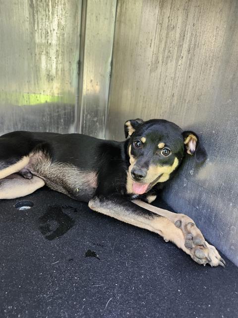Shelter Stray Male Dog last seen Near BLOCK GALLERY RIDGE, San Antonio, TX 78227