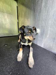 Shelter Stray Female Dog last seen Near BLOCK GALLERY RIDGE, San Antonio, TX 78227