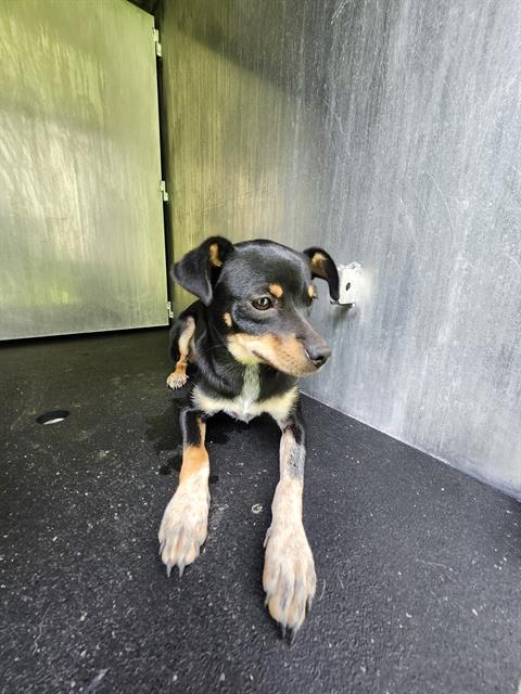 Shelter Stray Female Dog last seen Near BLOCK GALLERY RIDGE, San Antonio, TX 78227