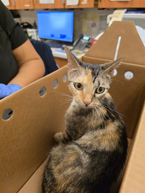 Shelter Stray Female Cat last seen Near BLOCK, Doral, FL 33122