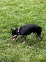 Reunited Male Dog last seen St Clair Park, Bellingham, WA 98229