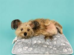 Shelter Stray Male Dog last seen Near BLOCK E 53RD ST, Doral, FL 33122