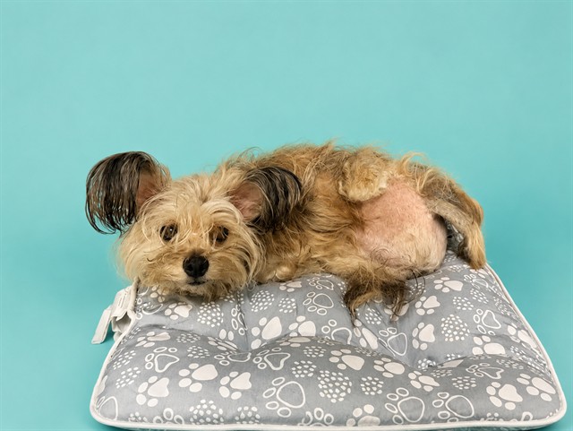 Shelter Stray Male Dog last seen Near BLOCK E 53RD ST, Doral, FL 33122