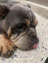 Shelter Stray Female Dog last seen Near BLOCK E 109TH PL, Brighton, CO 80601