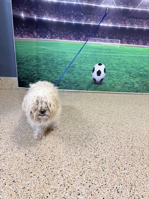 Shelter Stray Male Dog last seen Near BLOCK SW 23 ST, Doral, FL 33122