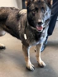 Shelter Stray Female Dog last seen , Chatsworth, CA 91311