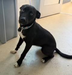 Shelter Stray Female Dog last seen ALAMANCE COUNTY, Green Level, NC 27217