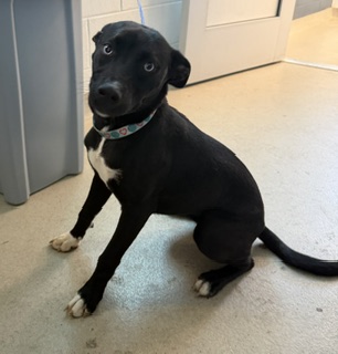 Shelter Stray Female Dog last seen ALAMANCE COUNTY, Green Level, NC 27217