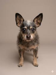 Shelter Stray Female Dog last seen CR  217, Jacksonville, FL 32204