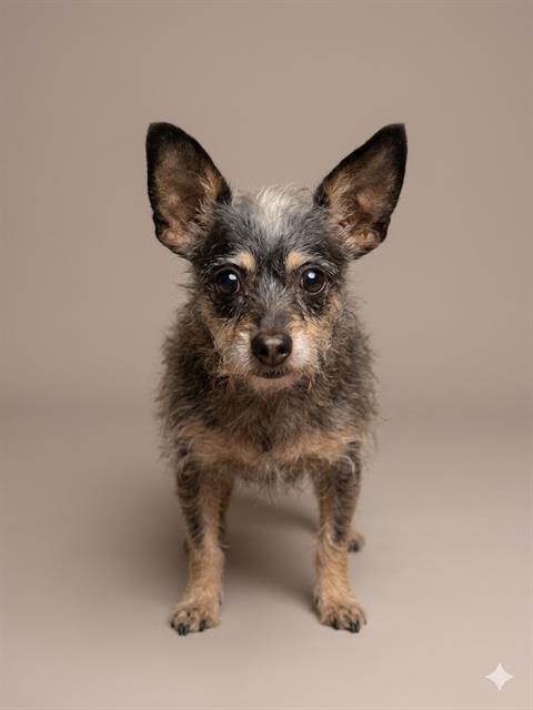 Shelter Stray Female Dog last seen CR  217, Jacksonville, FL 32204