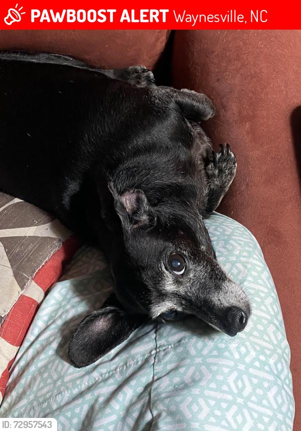Lost Female Dog last seen Chestnut Wood Dr. and Peter’s Cove Rd., Waynesville, NC 28786